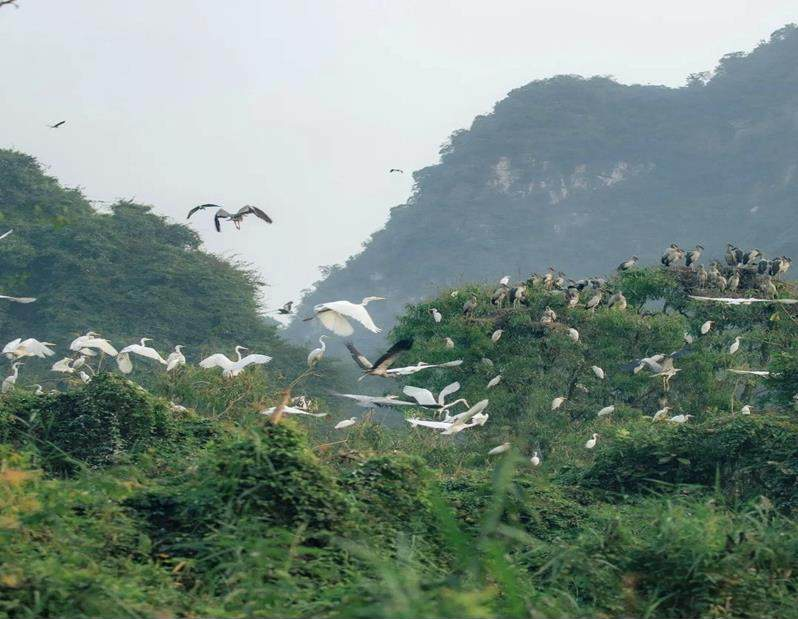 Birds flying over a grassy hill AI-generated content may be incorrect.
