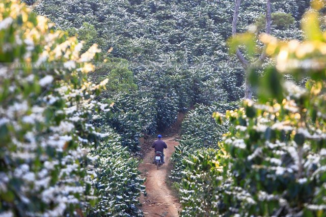 Coffee Plantation