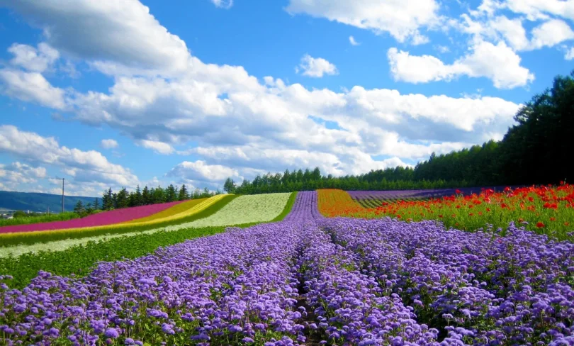 Breathe in Da Lat’s Highland Soul (4 Days)